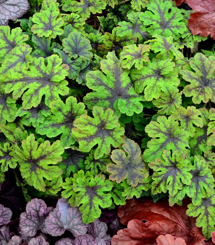 Tiarella 'Fingerpaint'