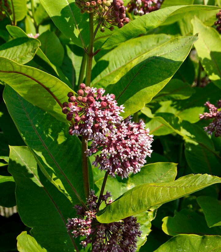 Asclepias syriaca 