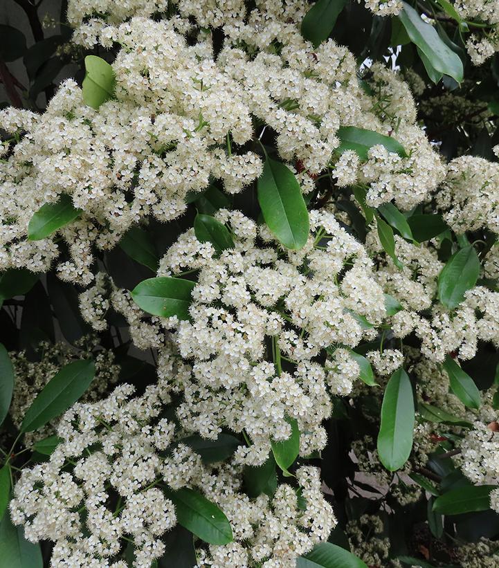 Viburnum lentago 