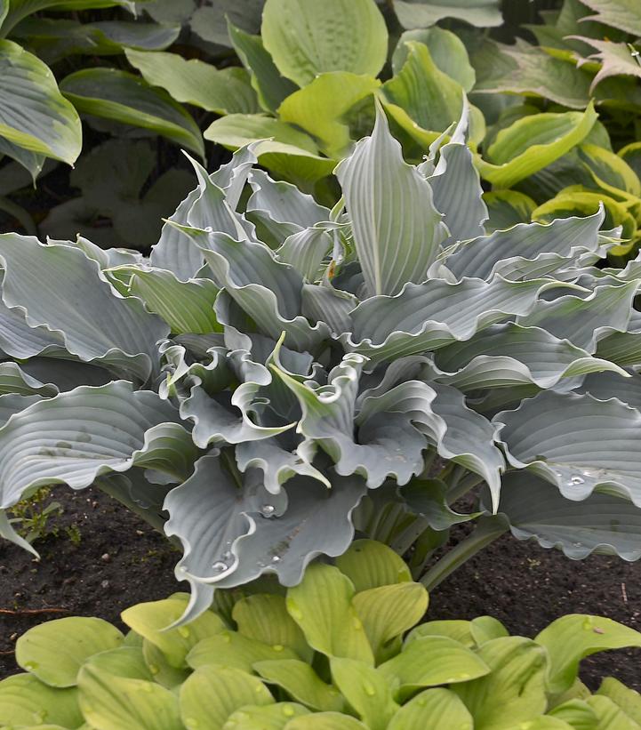 Hosta hybrid Shadowland® Shadowland® Waterslide