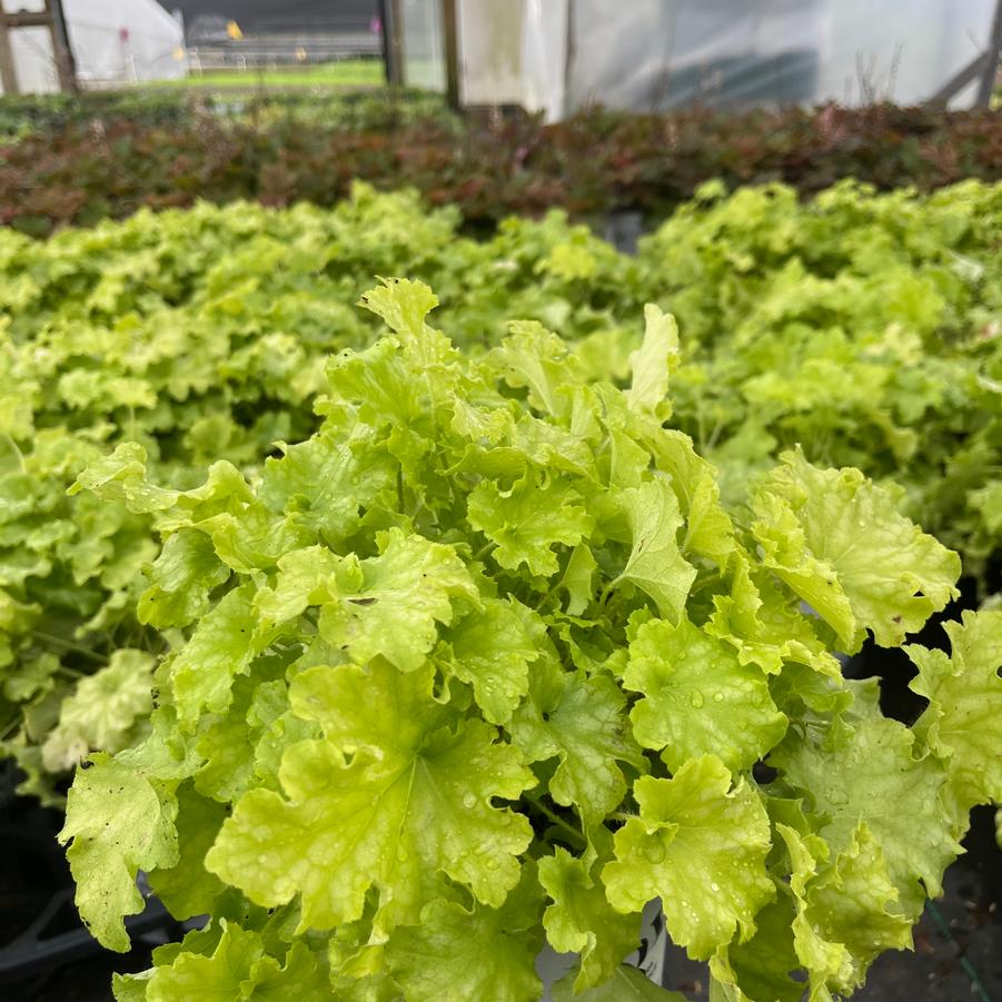 Heuchera hybrid Dolce® 'Apple Twist'