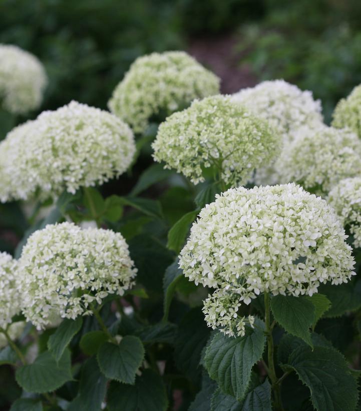 Hydrangea arborescens Invincibelle® Invincibelle Limetta®