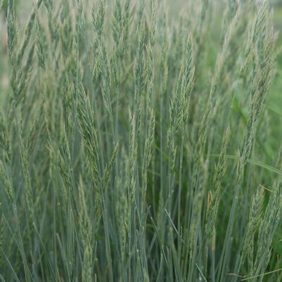 Festuca cinerca Elijah Blue