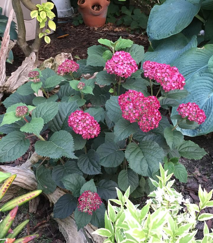 Hydrangea arborescens Invincibelle® Invincibelle® Ruby