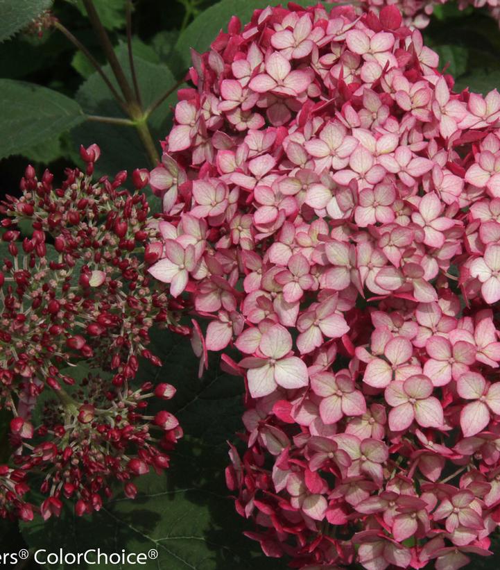 Hydrangea arborescens Invincibelle® Invincibelle® Ruby