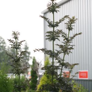 Sambucus nigra Laced Up®