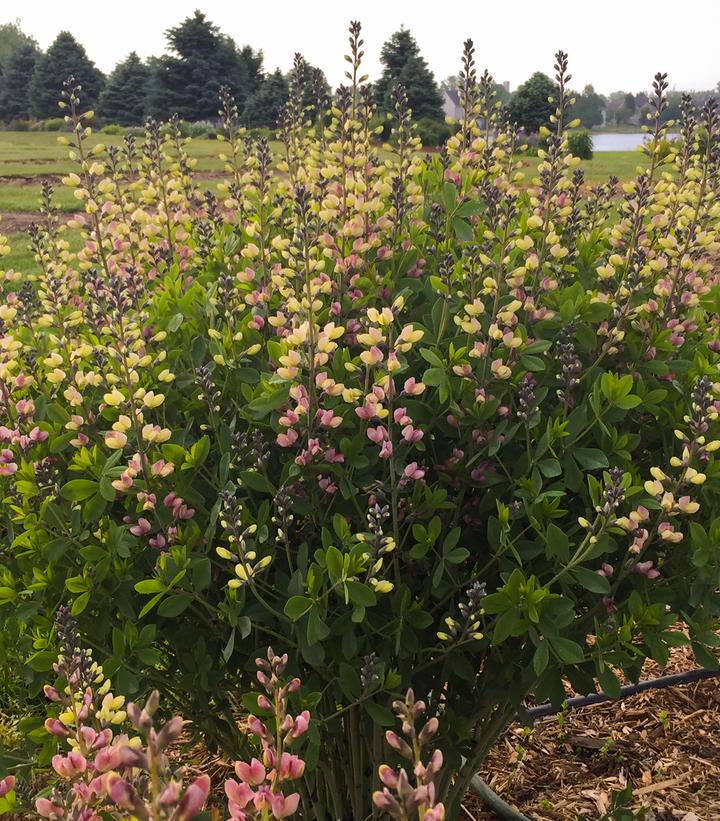 Baptisia hybrid Decadence® Decadence® Deluxe Pink Lemonade