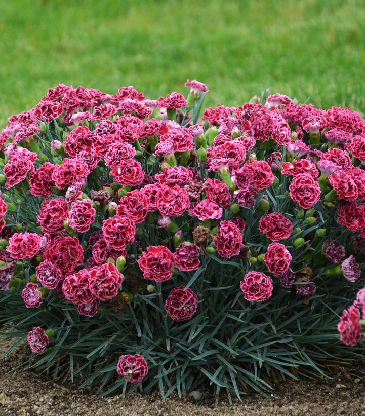 Dianthus hybrid Fruit Punch® 'Cherry Vanilla'