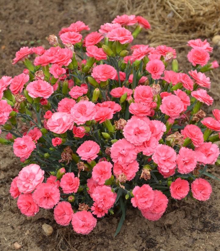 Dianthus hybrid Fruit Punch® Fruit Punch® Classic Coral