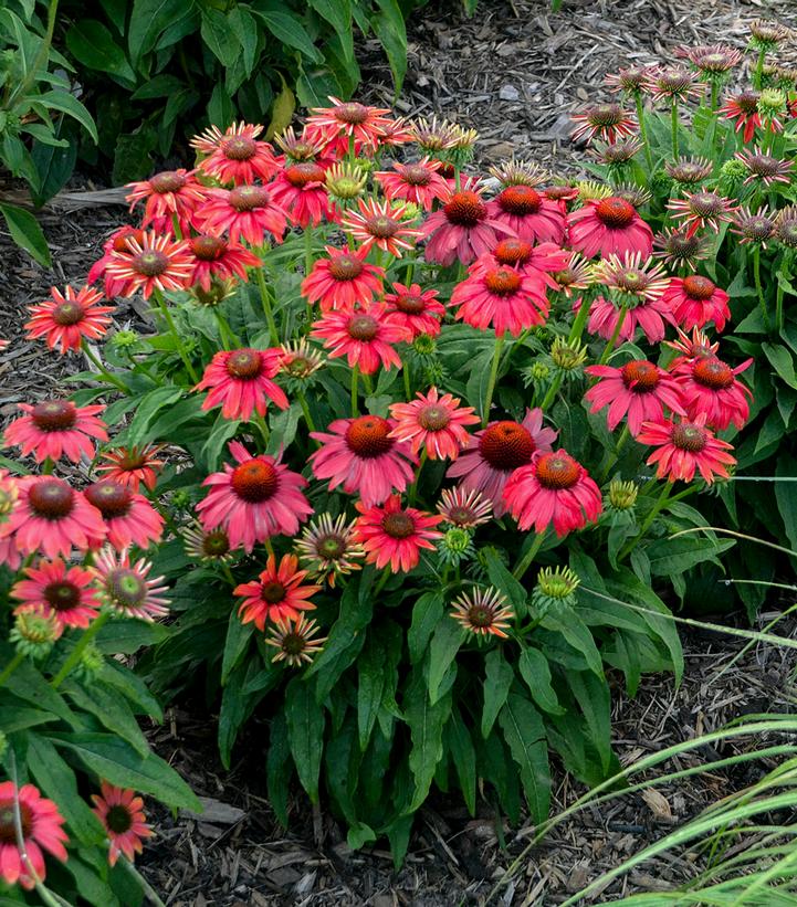 Echinacea purpurea SUMMERSONG™ Firefinch™