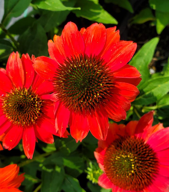 Echinacea purpurea SUMMERSONG™ Firefinch™