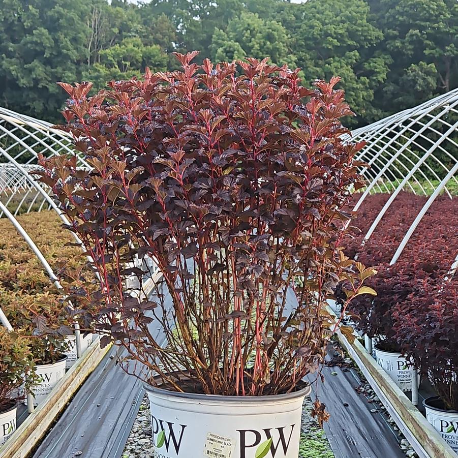 Physocarpus opulifolius Summer Wine® Black