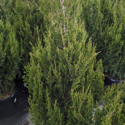 Juniperus chinensis 'Spartan'