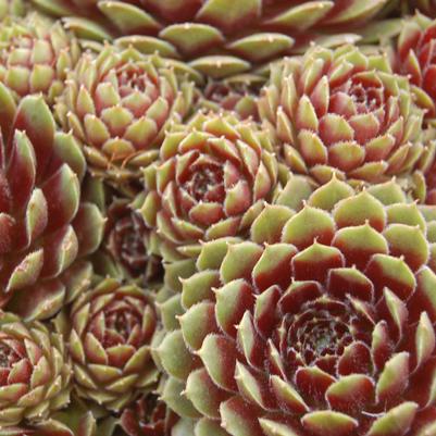 Sempervivum Pilioseum