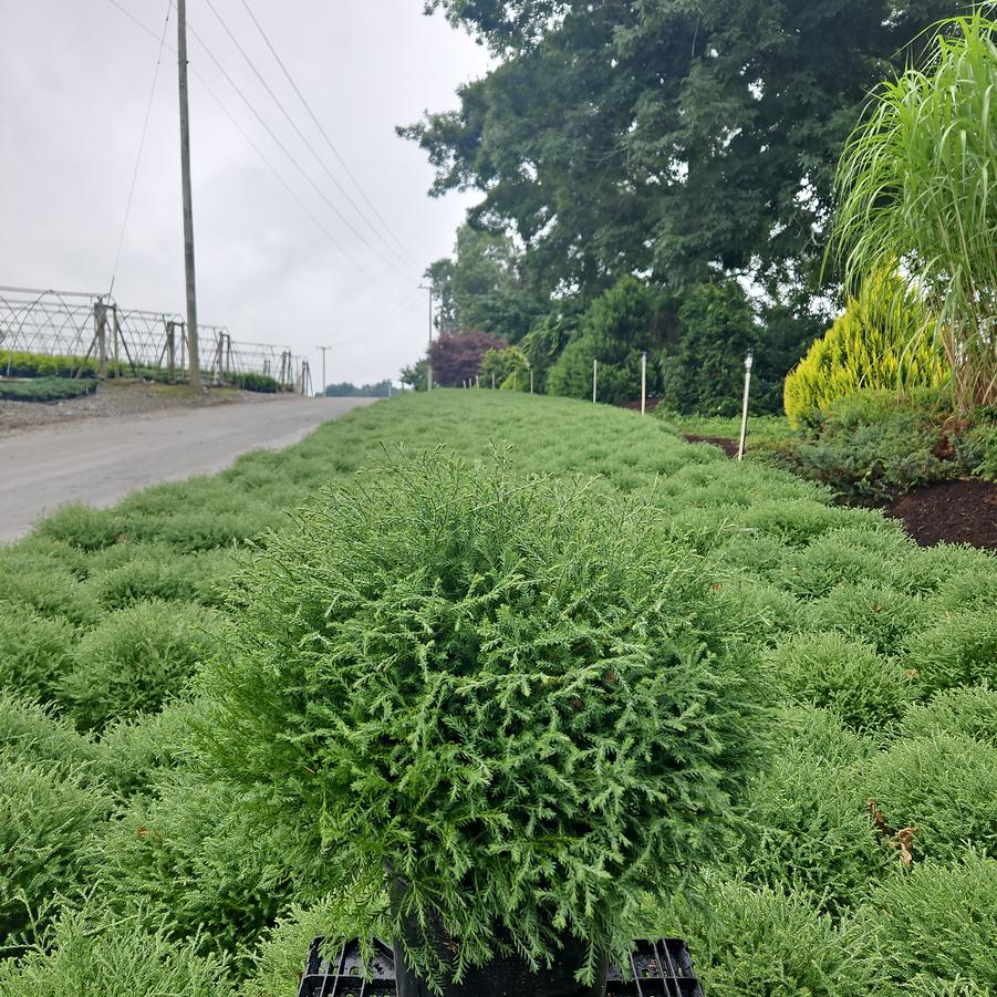 Thuja Mr. Bowling Ball®