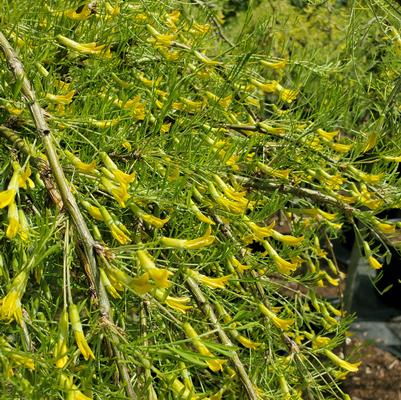 Caragana arborescens 'Walker'