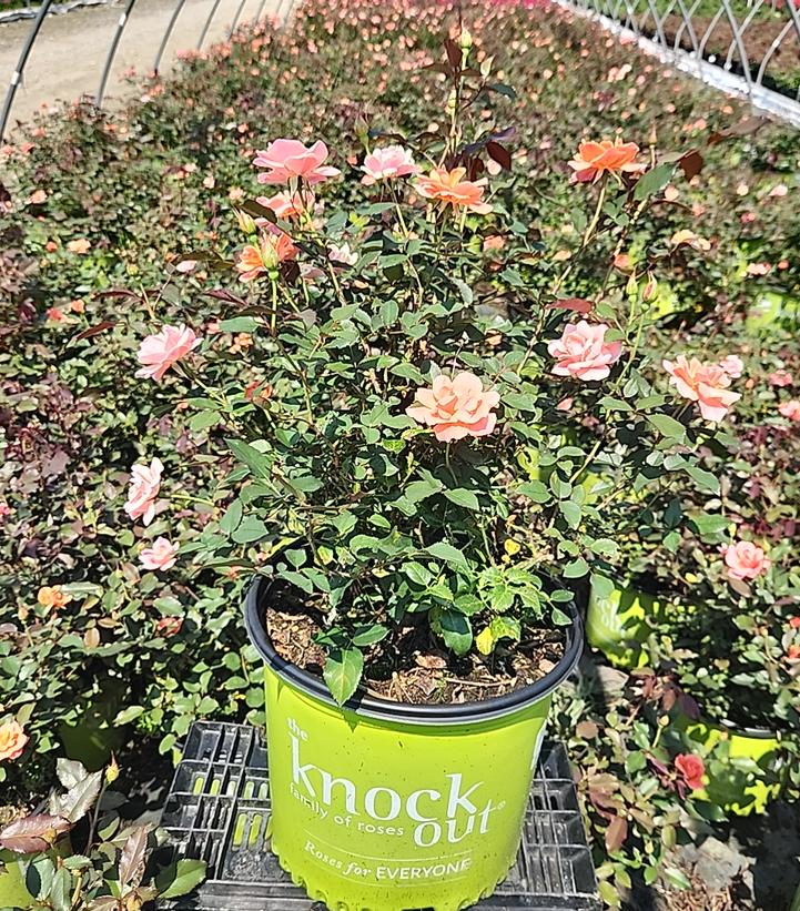 Rosa Knock Out® Coral Knock Out®