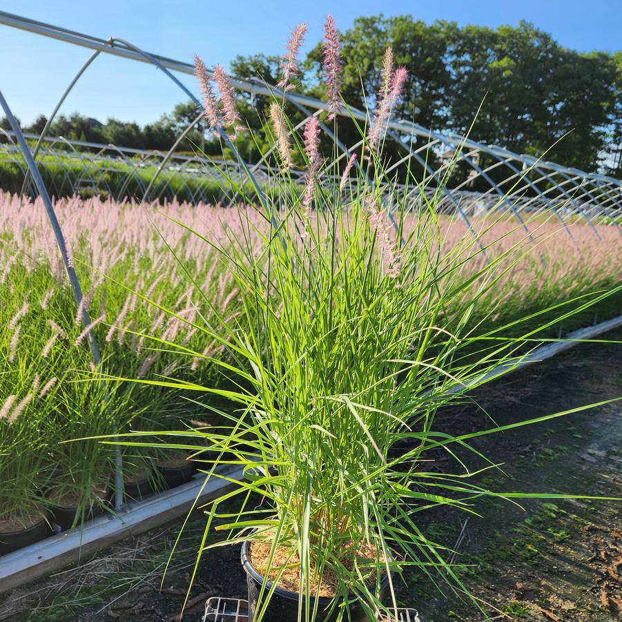 Pennisetum orientale Karley Rose