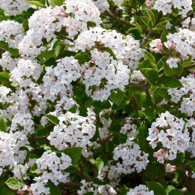 Viburnum carlesii Sugar n' Spice®