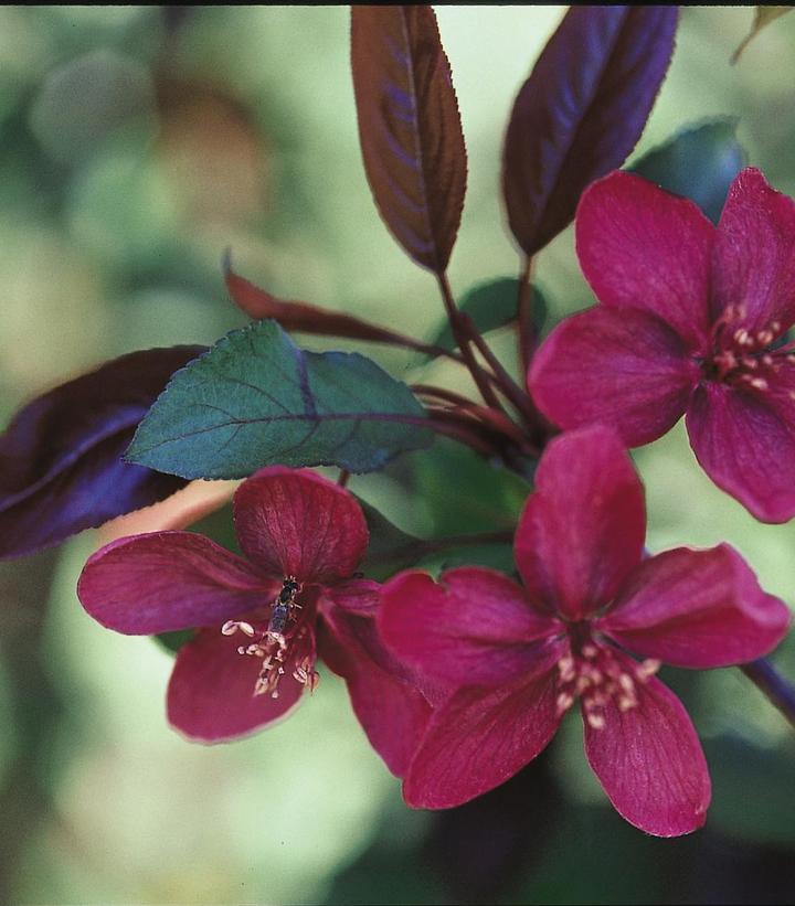 Malus 'Royalty'