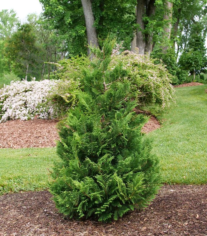 Chamaecyparis pisifera Cedar Rapids™