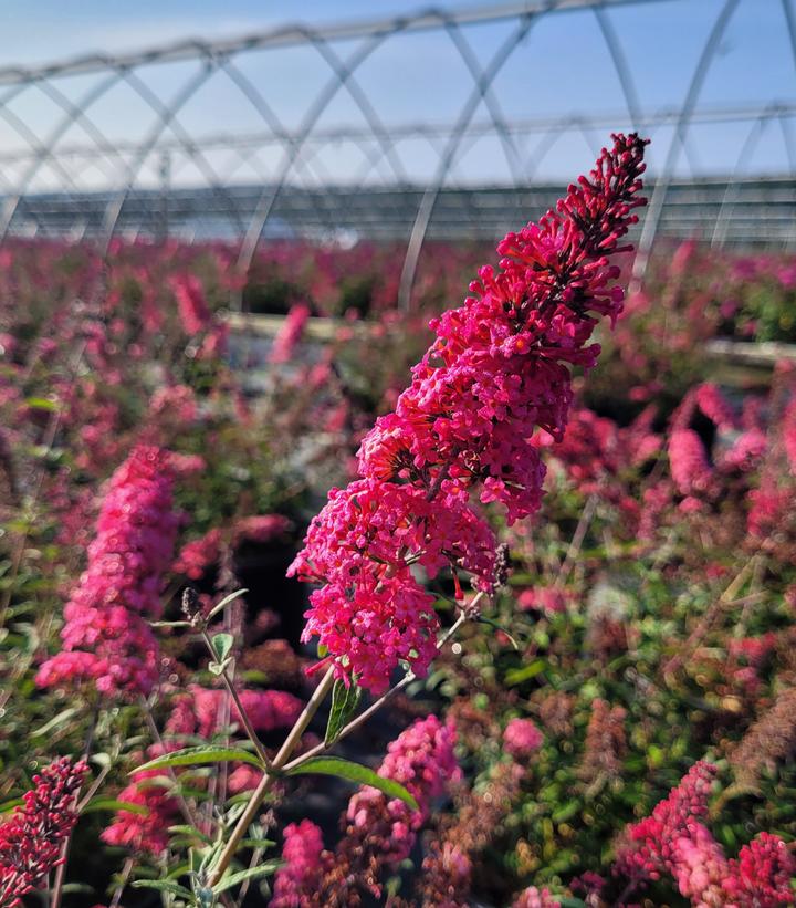 Buddleia Monarch® 'Prince Charming'