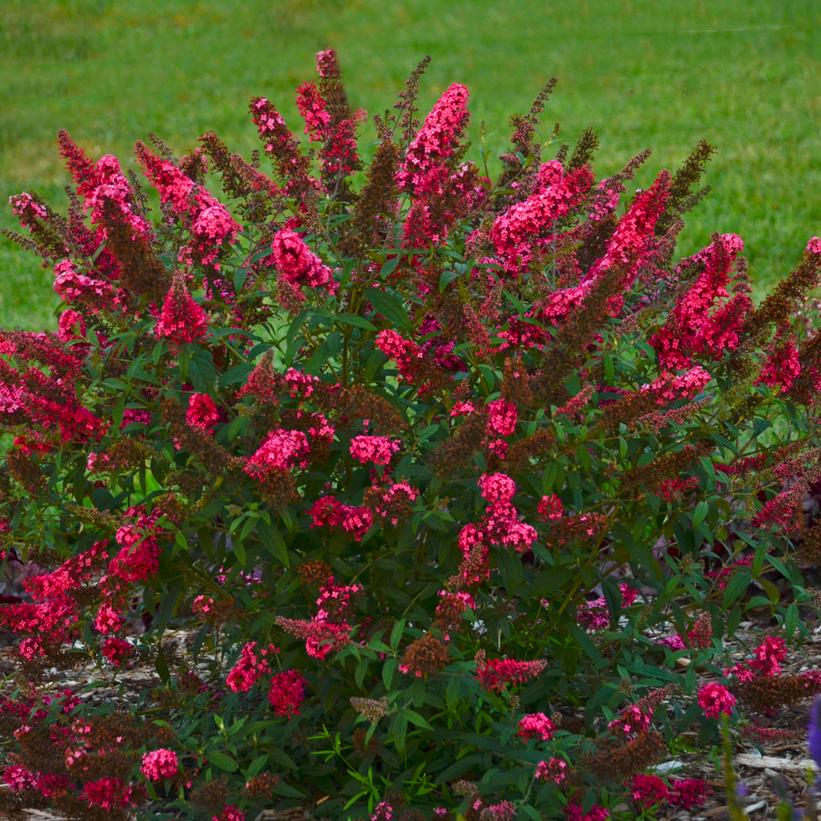 Buddleia Monarch® 'Prince Charming'