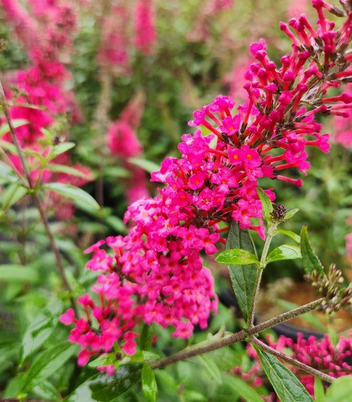 Buddleia Monarch® 'Prince Charming'