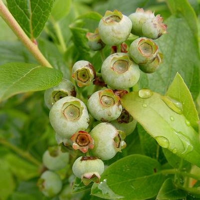 Vaccinium corymbosum 'Patriot'