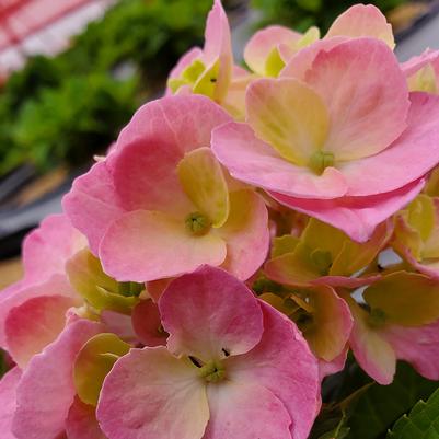 Hydrangea mac. Let's Dance Sky View®