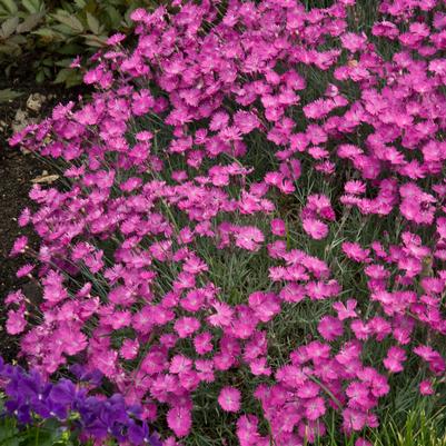 Dianthus Firewitch