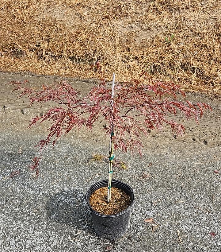 Acer palmatum dissectum 'Red Dragon'