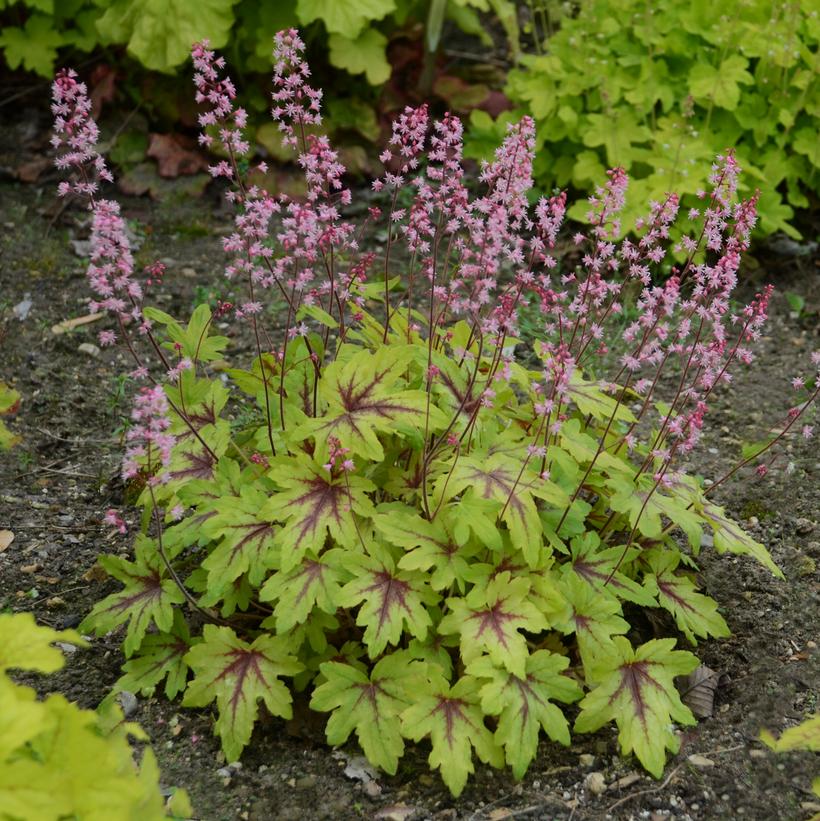 Heucherella hybrid Fun and Games® Fun and Games® 'Eye Spy'