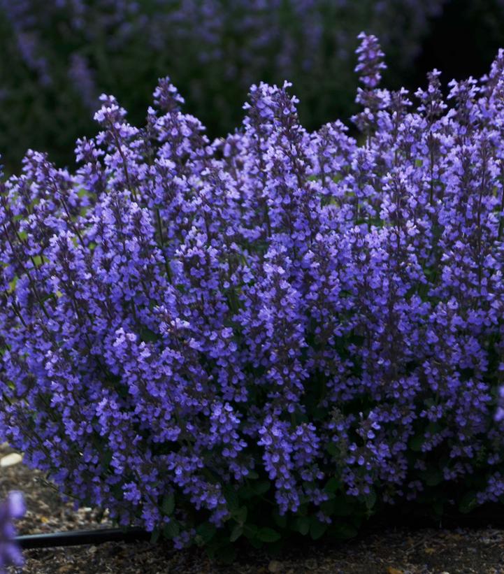 Nepeta hybrid 'Cat's Pajamas'