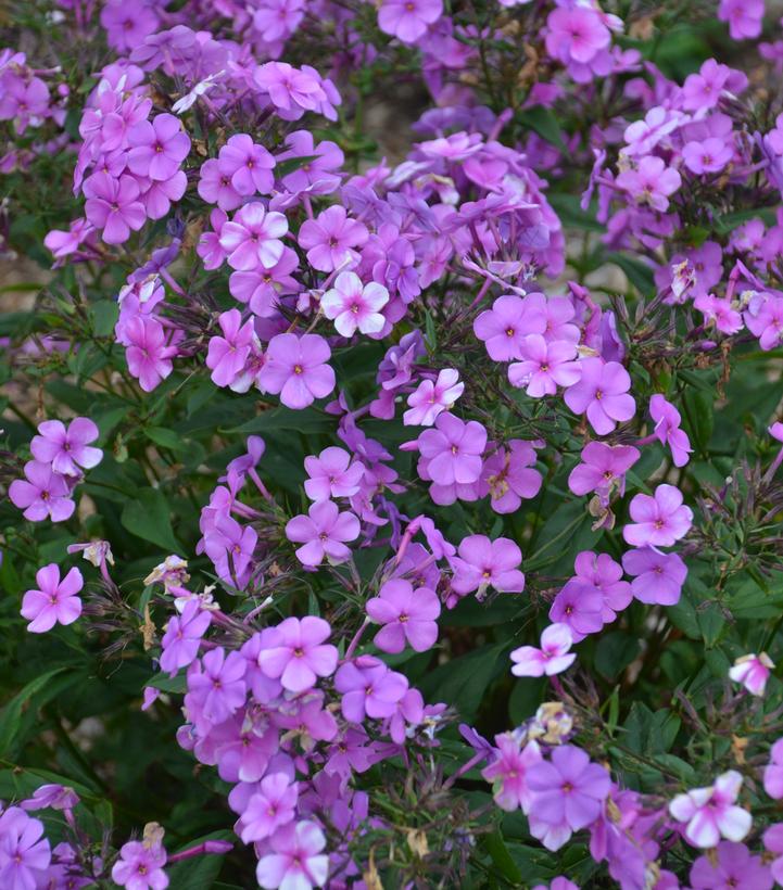 Phlox hybrid Cloudburst