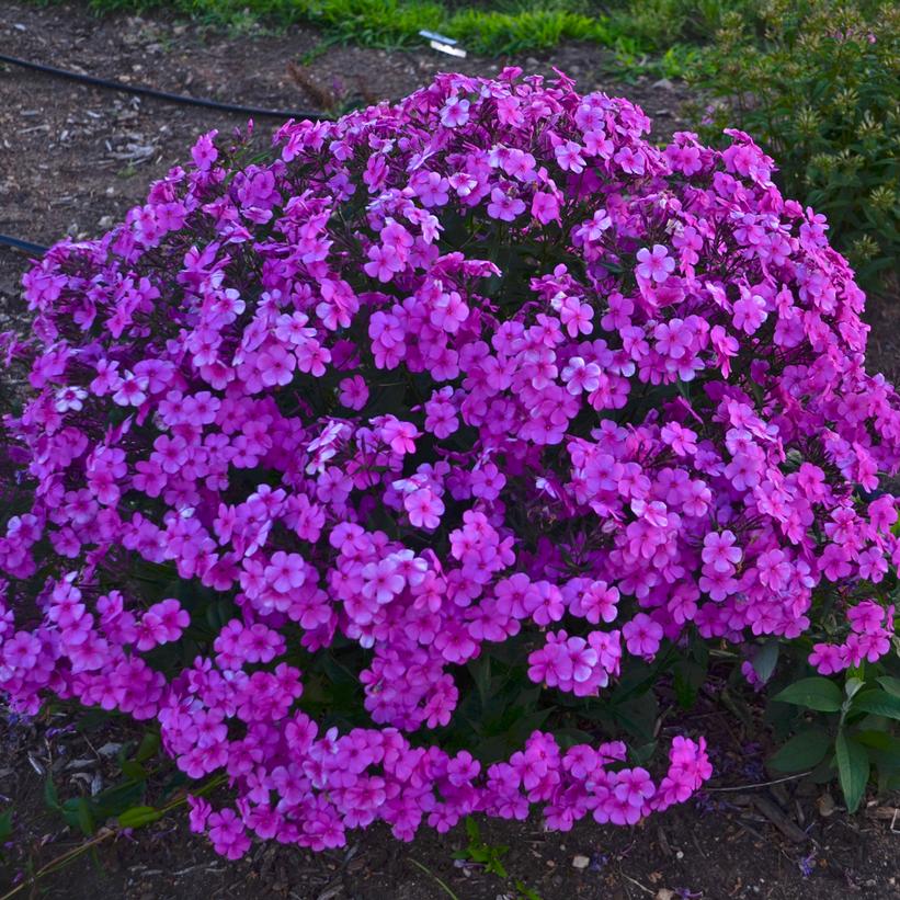 Phlox hybrid Cloudburst