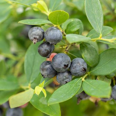 Vaccinium Sapphire Cascade