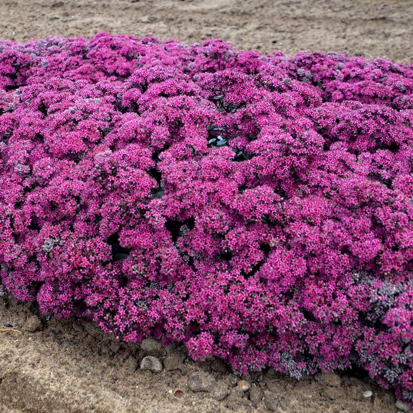 Sedum hybrid Rock 'N Grow® Rock 'N Grow® Superstar