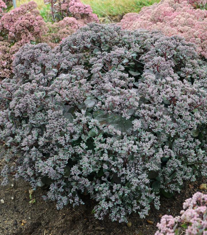 Sedum hybrid Rock 'N Grow® Rock 'N Grow® Superstar