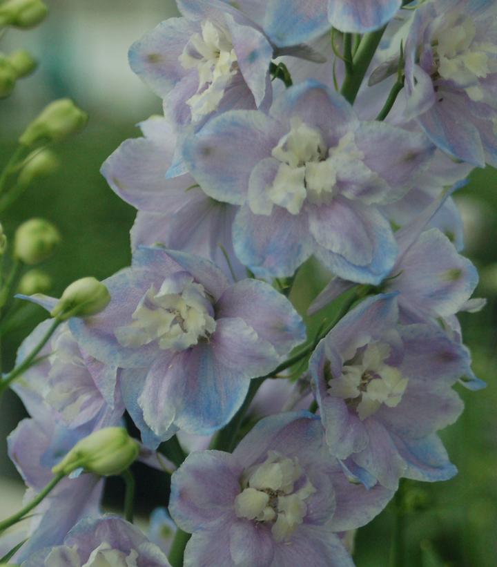 Delphinium Guardian Lavender