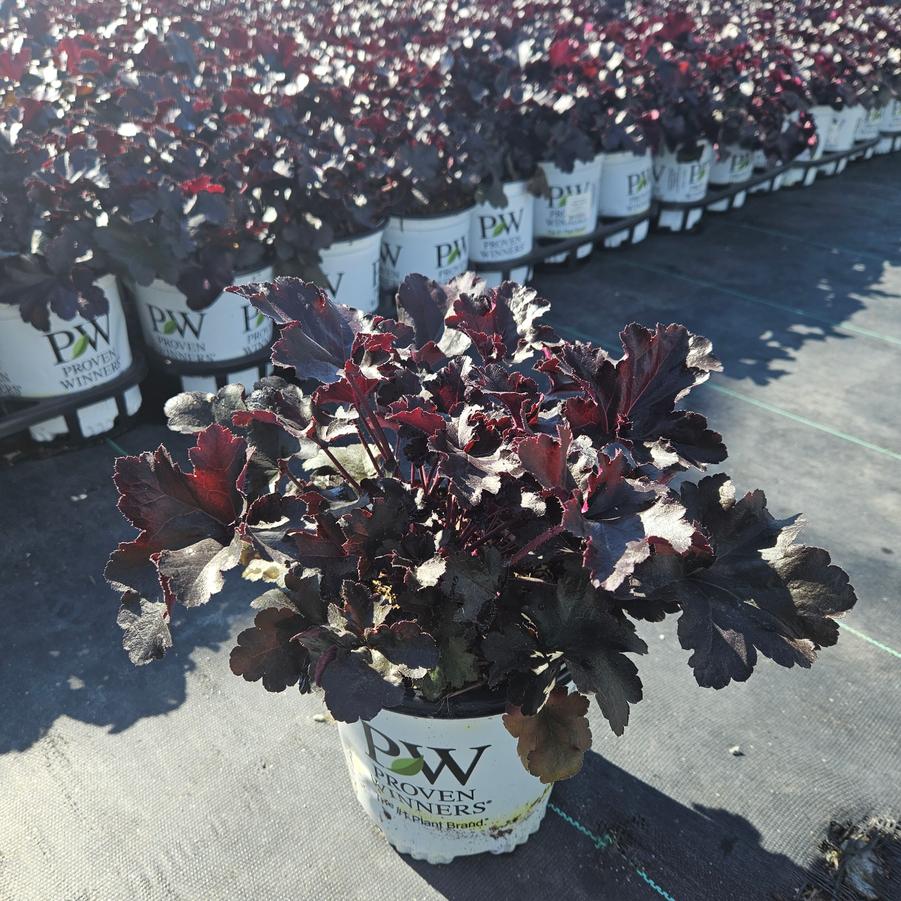 Heuchera hybrid Primo® Black Pearl