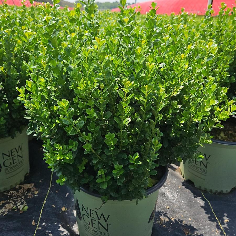 Buxus NewGen Freedom®