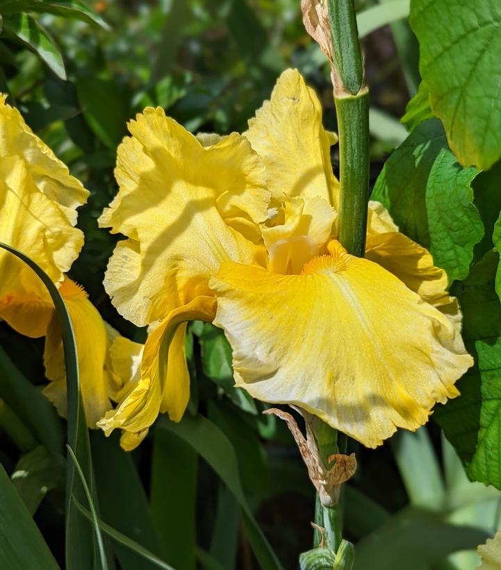 Iris germanica Pleasant Peasant