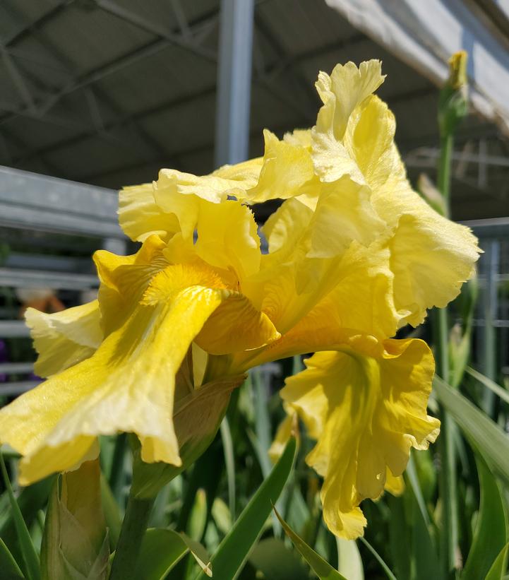 Iris germanica Pleasant Peasant