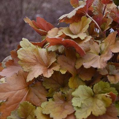 Heuchera hybrid Dolce® 'Toffee Tart'