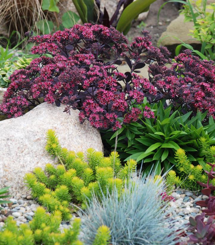 Sedum SunSparkler® Plum Dazzled