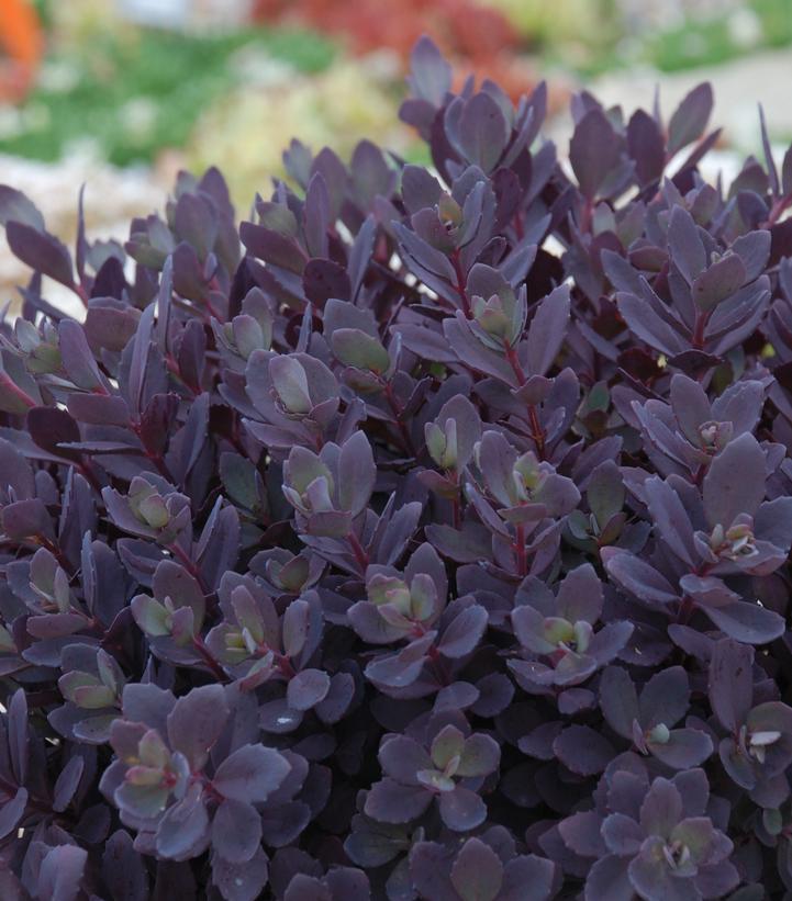 Sedum SunSparkler® Plum Dazzled