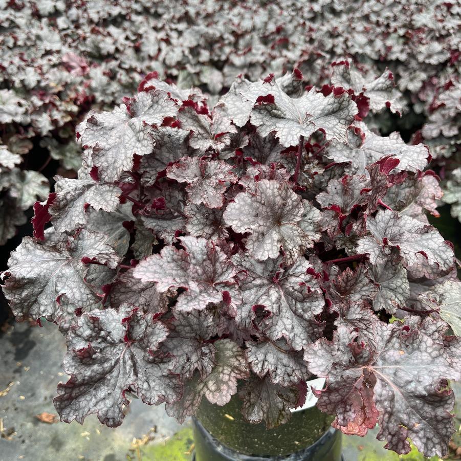 Heuchera 'Plum Pudding'