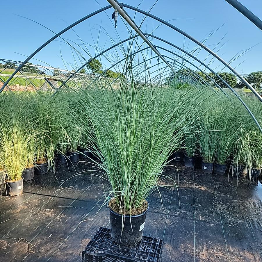 Miscanthus sinensis Morning Light