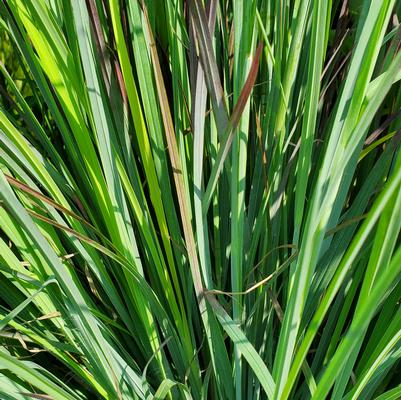 Schizachyrium scoparium 'Standing Ovation'